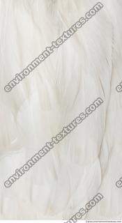 feathers stork 0006